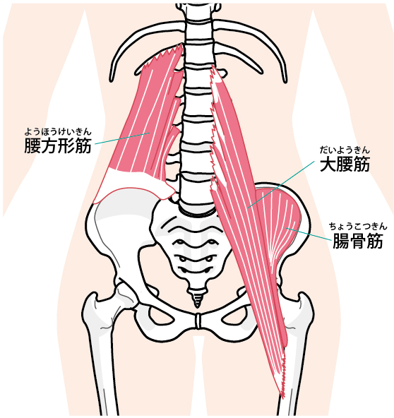 腰方形筋は触れてあげたいけど直接触れられない Cce こどもヨーガのせんせい 腰方形筋は触れてあげたいけど直接触れられない Cce こどもヨーガのせんせい