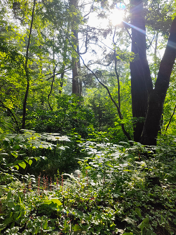 日本の自然、森林環境の中で五つの五感を呼び覚ます マインドフルネス・ヨーガ　プログラム